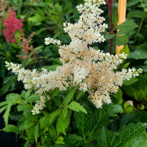 Astilbe × arendsii HYBRIDS ASTARY® 'Mix'_2025__K9_16.červenec