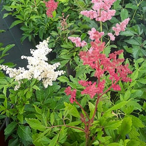 Astilbe × arendsii HYBRIDS ASTARY® 'Mix'_2025__K9_16.červenec