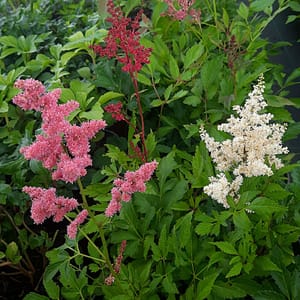 Astilbe × arendsii HYBRIDS ASTARY® 'Mix'_2025__K9_16.červenec