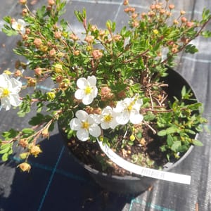potentilla-00005557-červen