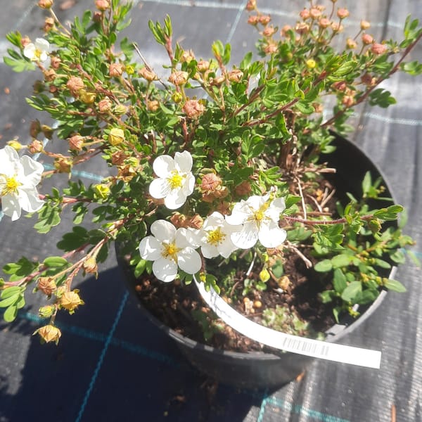 potentilla-00005557-červen