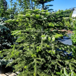 abies-00005631-červen