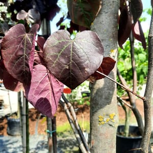 hydrangea-00007658-červen