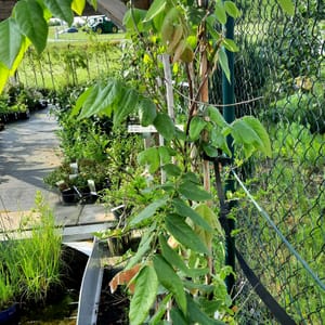 wisteria-00005325-červen