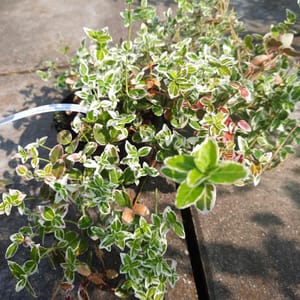 euonymus-00007582-červen