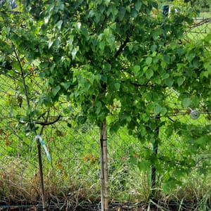 betula-00004107-červen