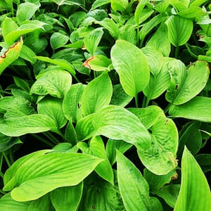 hosta-00006729-červenec