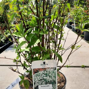 deutzia-00007145-červen