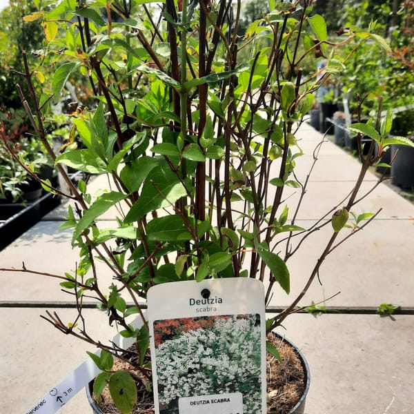 deutzia-00007145-červen