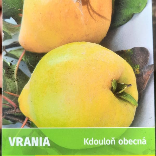 cydonia-00006935-červen