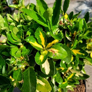 euonymus-00007374-červen