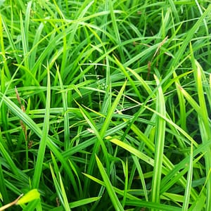 carex-00006890-červenec