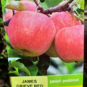 malus-00006501-červen