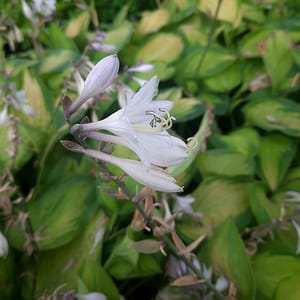 hosta-00006718-červenec