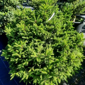 picea-00005637-červen