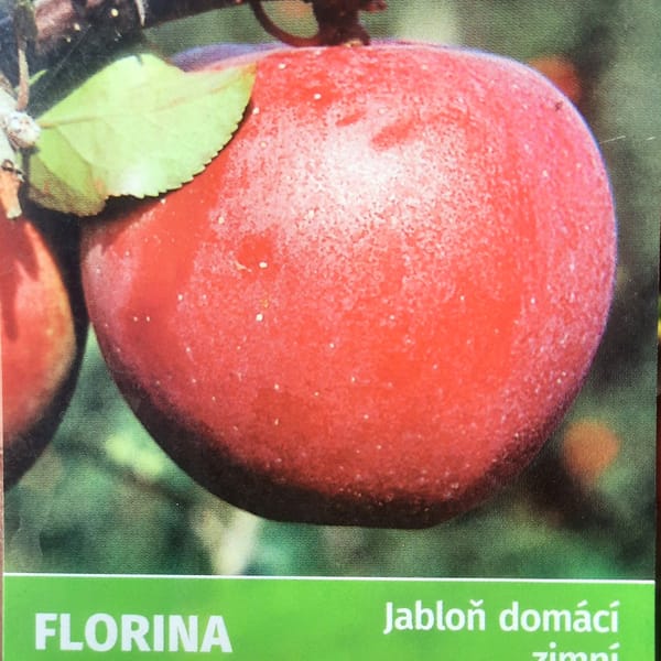 malus-00006438-červen