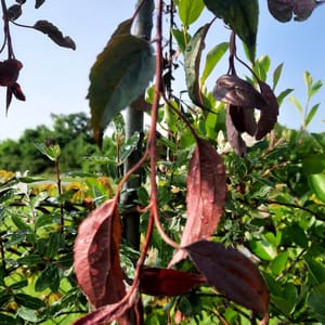aronia-00005357-červen