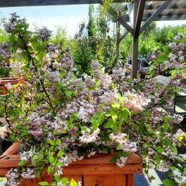 deutzia-00007666-červen