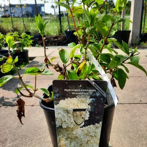 hydrangea-00004210-červen