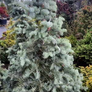 abies-00005163-červen