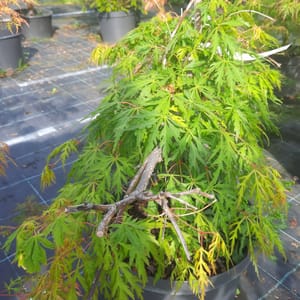 acer-00003487-červen