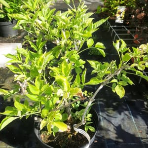 sambucus-00003570-červen