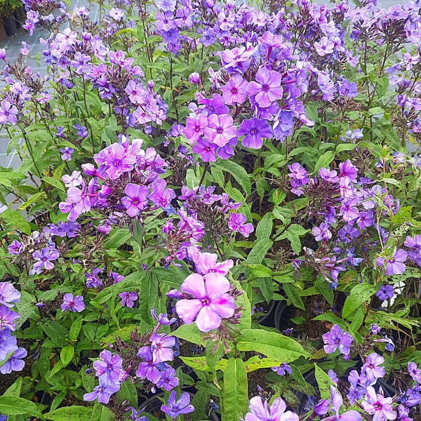 phlox-00006786-červenec