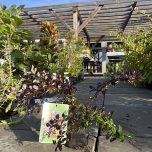 Berberis candidula 'Purpurea'_2024_Keř_20/40_6.září