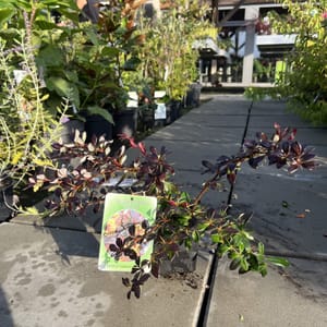 Berberis candidula 'Purpurea'_2024_Keř_20/40_6.září