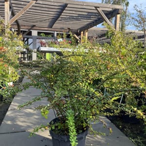 Berberis thunbergii_2022_Keř_40/60_6.září