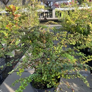 Berberis thunbergii_2022_Keř_40/60_6.září