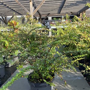 Berberis thunbergii_2022_Keř_40/60_6.září