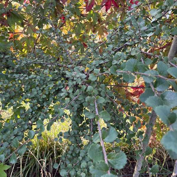 Betula meichauxii_2024_Na kmínku_100/125_6.září