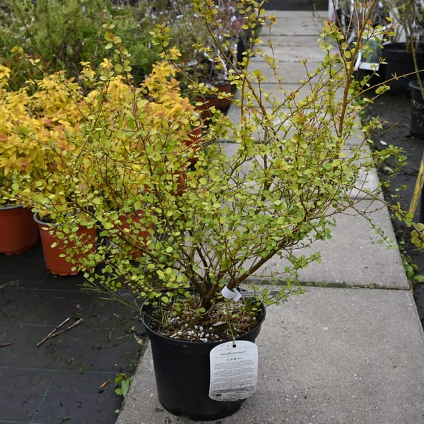 Betula nana 'Golden Treasure®' _2022_Keř_20/40_16.květen