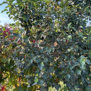 Betula pendula 'Magical Globe'_2023_Na kmínku_100/125_6.září