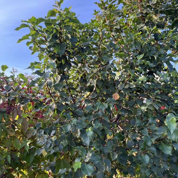 Betula pendula 'Magical Globe'_2023_Na kmínku_100/125_6.září