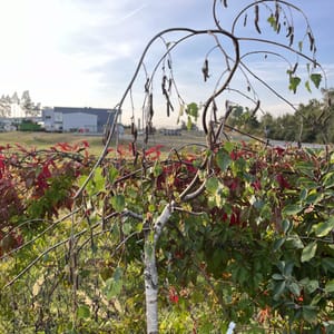 Betula pendula 'Youngii'_2023_Na kmínku_100/125_6.září