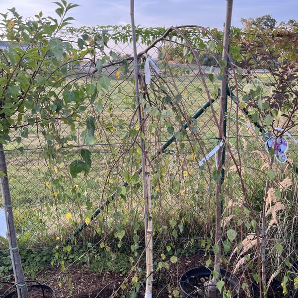 Betula pendula 'Youngii'_2023_Strom_100/125_6.září