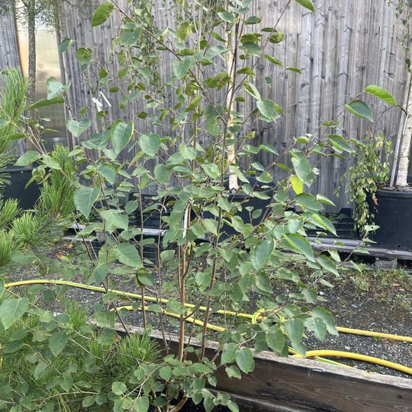 Betula utilis 'Jacquemontii'_2024_Keř_125/150_20.srpen