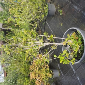 magnolia-00003124-červen