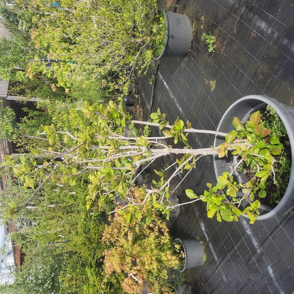 magnolia-00003124-červen