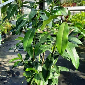 prunus-00007156-červen