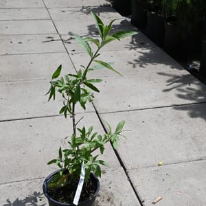 Buddleja davidii 'Adonis Blues'_2022_Keř_20/40_15.červen