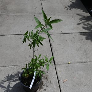 Buddleja davidii 'Adonis Blues'_2022_Keř_20/40_15.červen