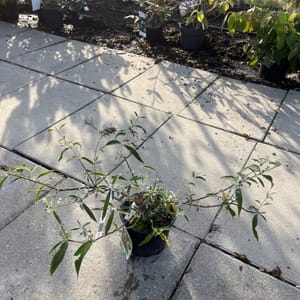 Buddleja davidii 'Adonis Blues'_2022_Keř_20/40_6.září