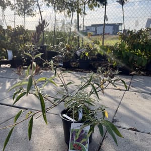 Buddleja davidii 'Adonis Blues'_2022_Keř_20/40_6.září