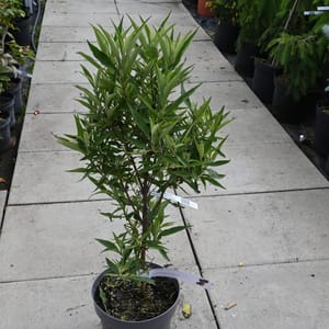 Buddleja davidii 'Butterfly Tower'_2022_Keř_40/60_15.červen