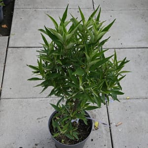 Buddleja davidii 'Butterfly Tower'_2022_Keř_40/60_15.červen