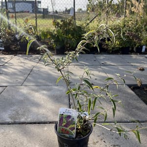 Buddleja davidii 'Nanho Purple'_2024_Keř_20/40_6.září