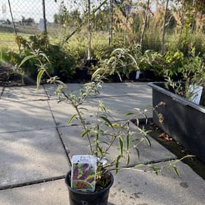 Buddleja davidii 'Nanho Purple'_2024_Keř_20/40_6.září